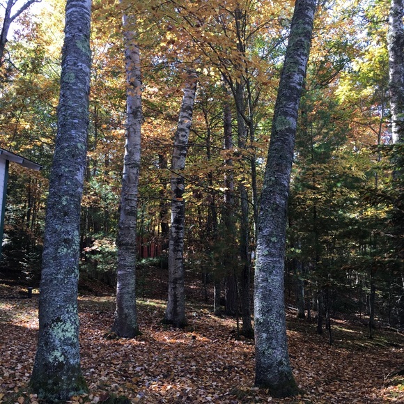 Please Feel Free to Send Me An Offer 🐿️ - Picture 3 of 6